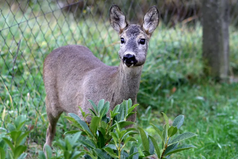 Idila podno Sljemena: srna mirno pase u dvoristu kuće u Novoselcu, udaljena nekoliko metara od ljudi
