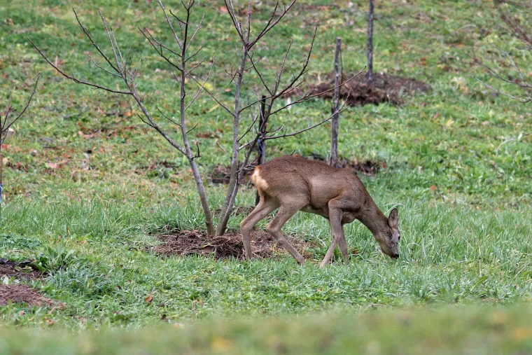 Idila podno Sljemena: srna mirno pase u dvoristu kuće u Novoselcu, udaljena nekoliko metara od ljudi