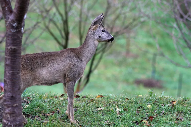 Idila podno Sljemena: srna mirno pase u dvoristu kuće u Novoselcu, udaljena nekoliko metara od ljudi