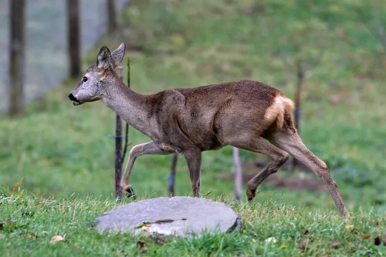Idila podno Sljemena: srna mirno pase u dvoristu kuće u Novoselcu, udaljena nekoliko metara od ljudi