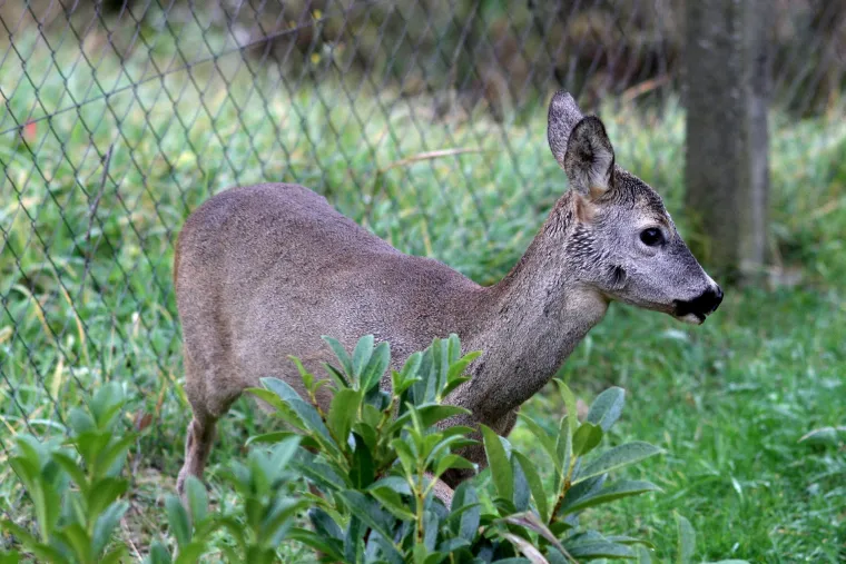Idila podno Sljemena: srna mirno pase u dvoristu kuće u Novoselcu, udaljena nekoliko metara od ljudi