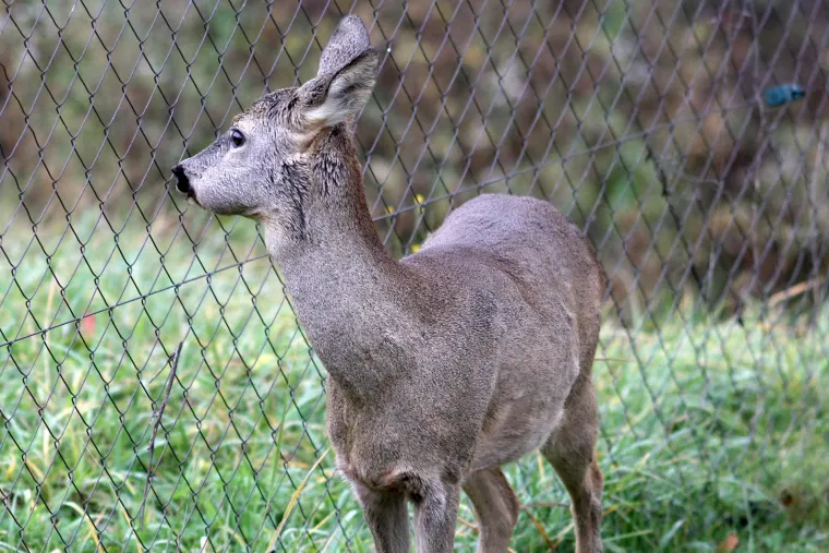Idila podno Sljemena: srna mirno pase u dvoristu kuće u Novoselcu, udaljena nekoliko metara od ljudi