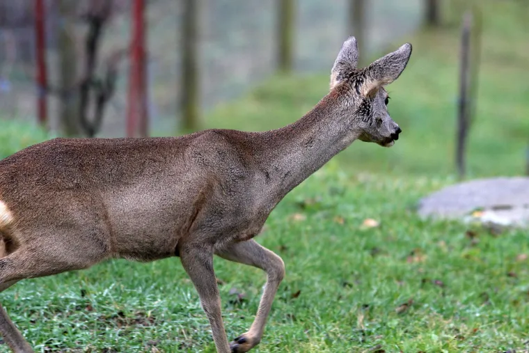 koja je razlika između ko&scaron;ute i srne