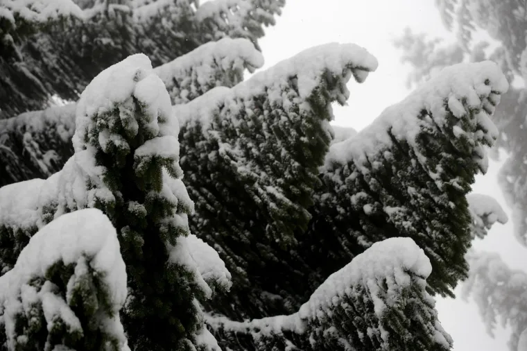 POGLEDAJTE KAKO IZGLEDA SLJEME POD DEBELIM SNJEŽNIM POKRIVAČEM: Jutros je izmjereno 18 cm
