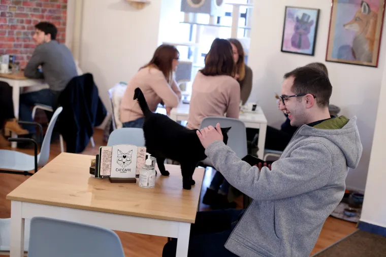 U zagrebačkom Cat caffeu posjetitelji mogu popiti kavu u dru&scaron;tvu mačaka udomljenih s ulice