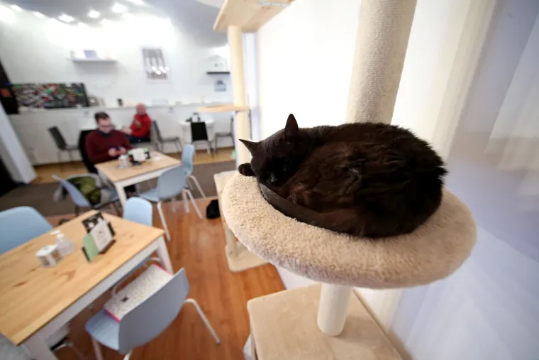U zagrebačkom Cat caffeu posjetitelji mogu popiti kavu u dru&scaron;tvu mačaka udomljenih s ulice