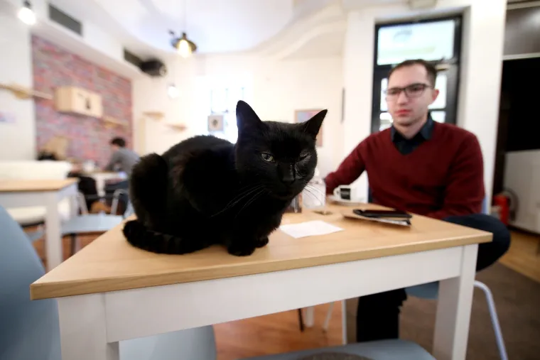 U zagrebačkom Cat caffeu posjetitelji mogu popiti kavu u dru&scaron;tvu mačaka udomljenih s ulice