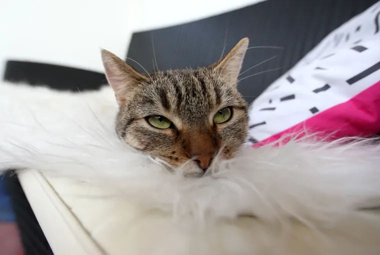 U zagrebačkom Cat caffeu posjetitelji mogu popiti kavu u dru&scaron;tvu mačaka udomljenih s ulice