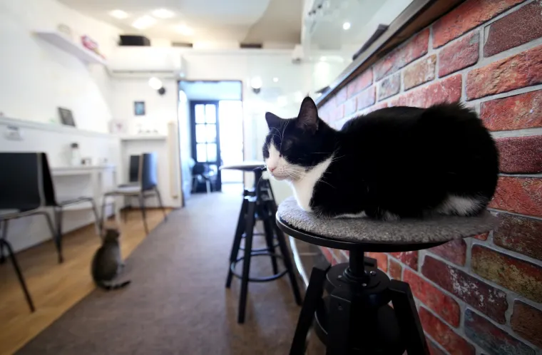 U zagrebačkom Cat caffeu posjetitelji mogu popiti kavu u dru&scaron;tvu mačaka udomljenih s ulice