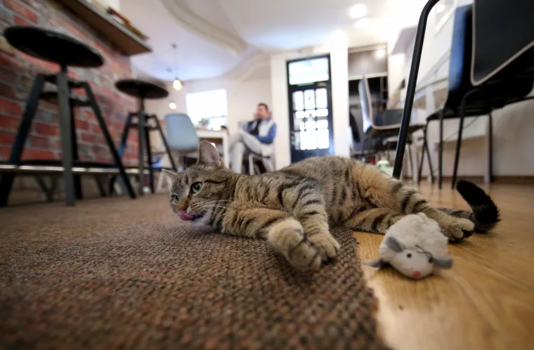 U zagrebačkom Cat caffeu posjetitelji mogu popiti kavu u dru&scaron;tvu mačaka udomljenih s ulice