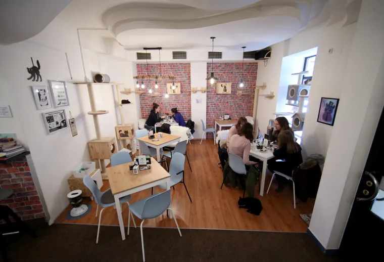 U zagrebačkom Cat caffeu posjetitelji mogu popiti kavu u dru&scaron;tvu mačaka udomljenih s ulice