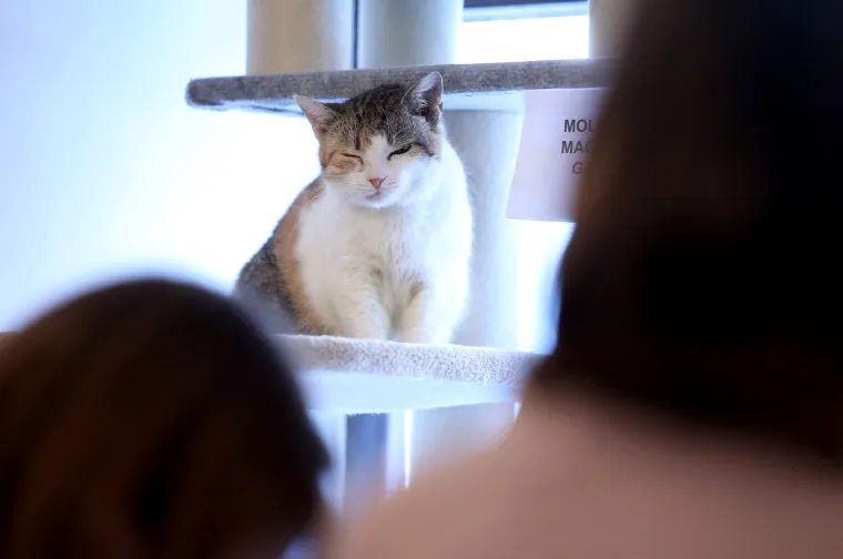 U zagrebačkom Cat caffeu posjetitelji mogu popiti kavu u dru&scaron;tvu mačaka udomljenih s ulice