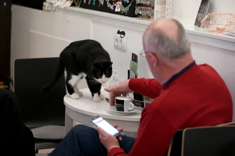 U zagrebačkom Cat caffeu posjetitelji mogu popiti kavu u dru&scaron;tvu mačaka udomljenih s ulice