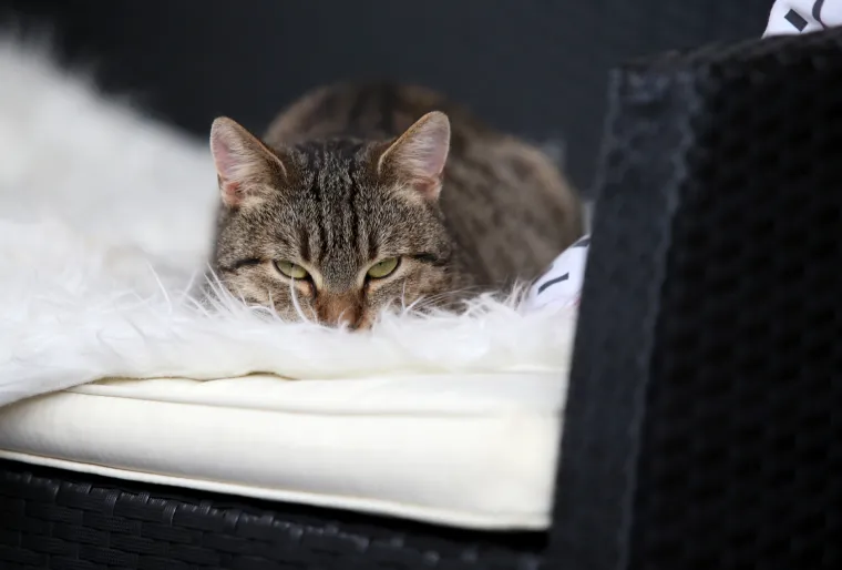 U zagrebačkom Cat caffeu posjetitelji mogu popiti kavu u dru&scaron;tvu mačaka udomljenih s ulice