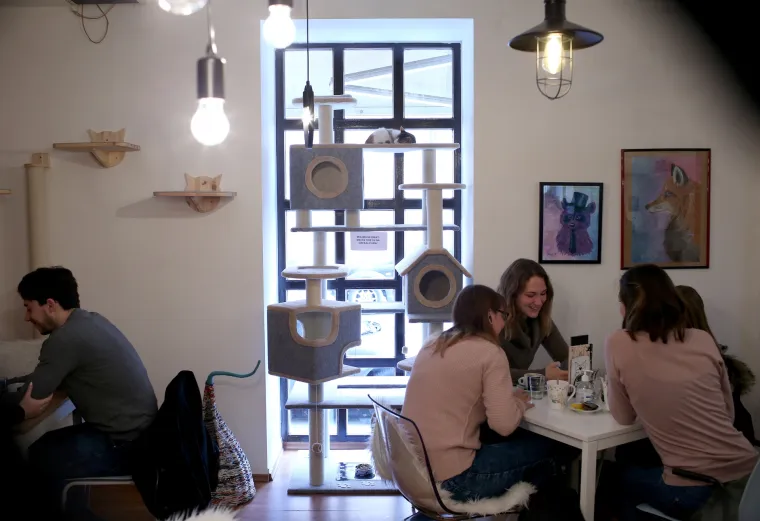 U zagrebačkom Cat caffeu posjetitelji mogu popiti kavu u dru&scaron;tvu mačaka udomljenih s ulice