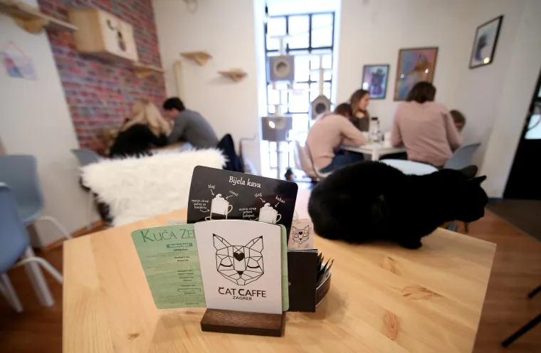 U zagrebačkom Cat caffeu posjetitelji mogu popiti kavu u dru&scaron;tvu mačaka udomljenih s ulice