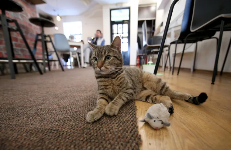 U zagrebačkom Cat caffeu posjetitelji mogu popiti kavu u dru&scaron;tvu mačaka udomljenih s ulice