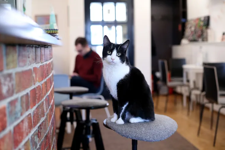U zagrebačkom Cat caffeu posjetitelji mogu popiti kavu u dru&scaron;tvu mačaka udomljenih s ulice