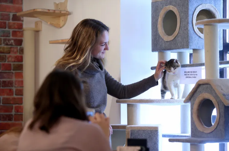 U zagrebačkom Cat caffeu posjetitelji mogu popiti kavu u dru&scaron;tvu mačaka udomljenih s ulice