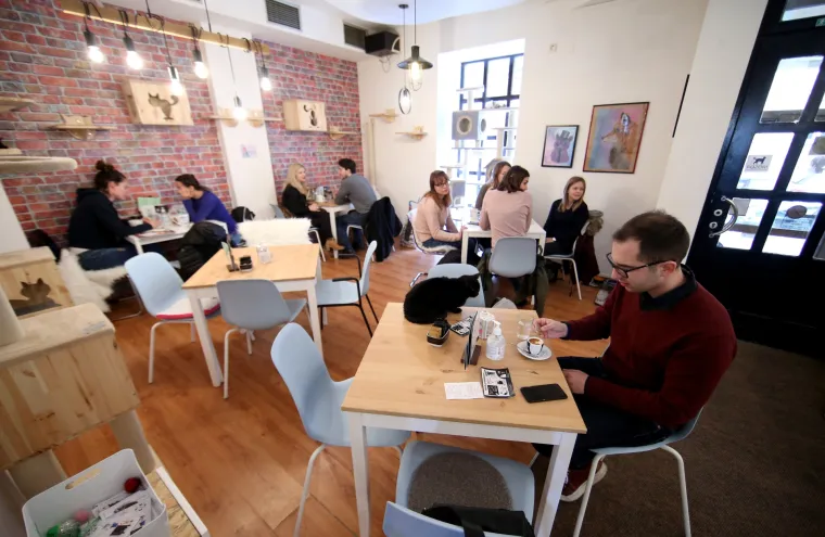 U zagrebačkom Cat caffeu posjetitelji mogu popiti kavu u dru&scaron;tvu mačaka udomljenih s ulice
