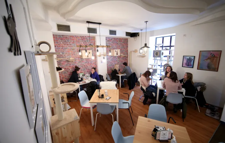 U zagrebačkom Cat caffeu posjetitelji mogu popiti kavu u dru&scaron;tvu mačaka udomljenih s ulice