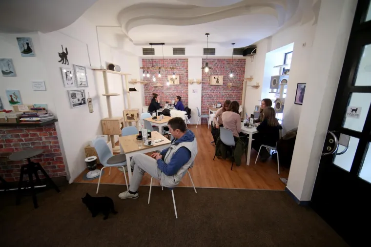 U zagrebačkom Cat caffeu posjetitelji mogu popiti kavu u dru&scaron;tvu mačaka udomljenih s ulice