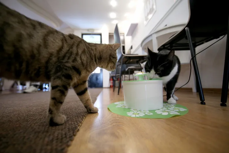 U zagrebačkom Cat caffeu posjetitelji mogu popiti kavu u dru&scaron;tvu mačaka udomljenih s ulice