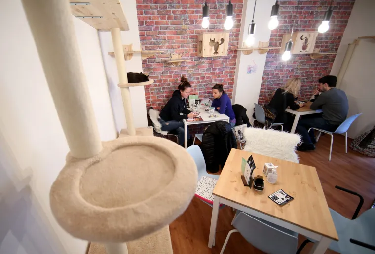 U zagrebačkom Cat caffeu posjetitelji mogu popiti kavu u dru&scaron;tvu mačaka udomljenih s ulice