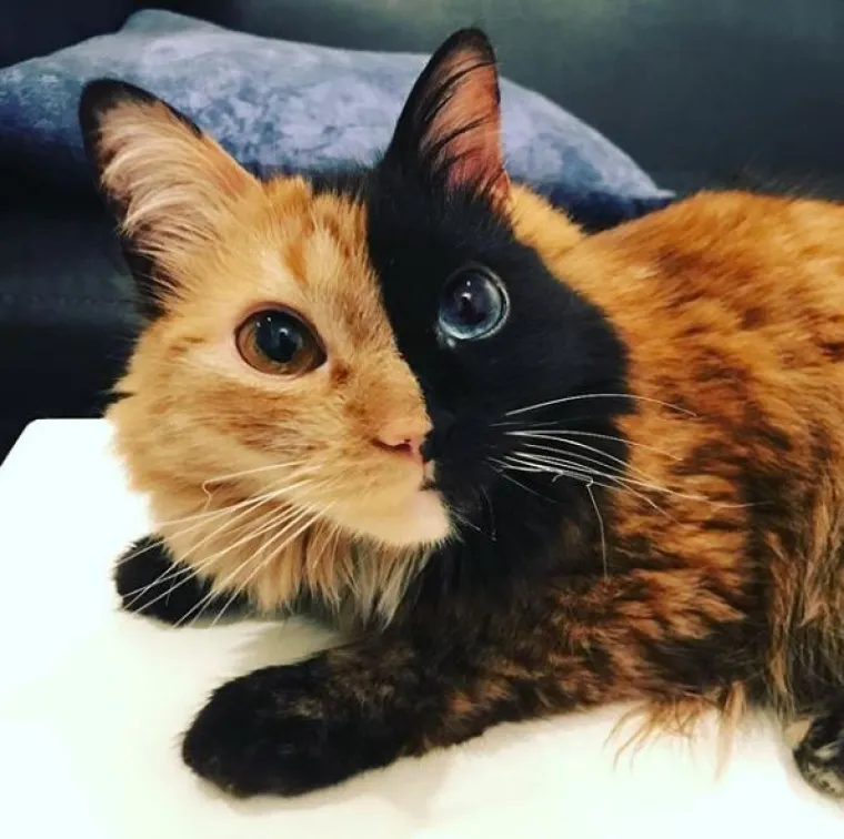 Upoznajte Quimeru - prekrasnu mačku s 'dva lica' koja će vas osvojiti na prvi pogled