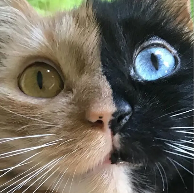 Upoznajte Quimeru - prekrasnu mačku s 'dva lica' koja će vas osvojiti na prvi pogled