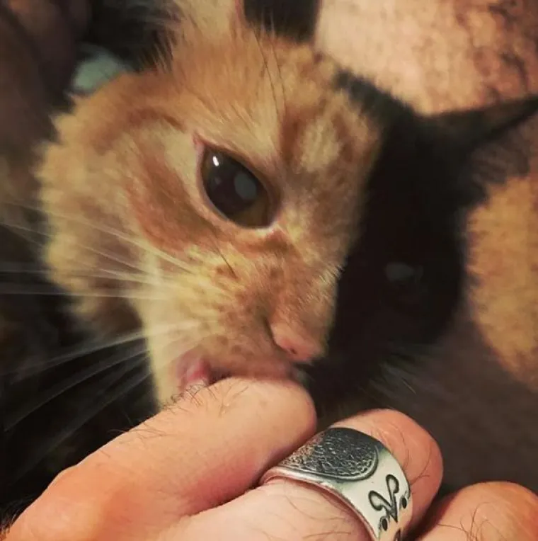 Upoznajte Quimeru - prekrasnu mačku s 'dva lica' koja će vas osvojiti na prvi pogled