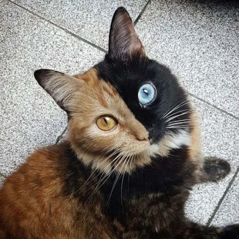 Upoznajte Quimeru - prekrasnu mačku s 'dva lica' koja će vas osvojiti na prvi pogled