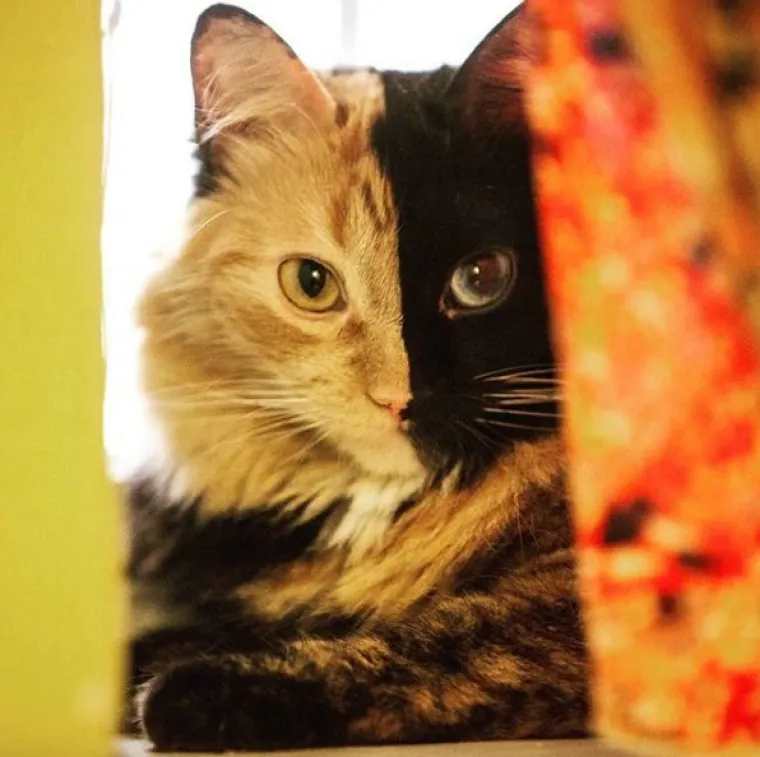 Upoznajte Quimeru - prekrasnu mačku s 'dva lica' koja će vas osvojiti na prvi pogled