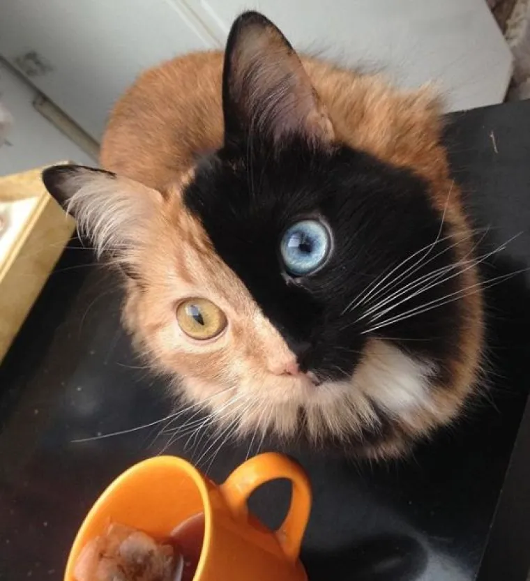 Upoznajte Quimeru - prekrasnu mačku s 'dva lica' koja će vas osvojiti na prvi pogled