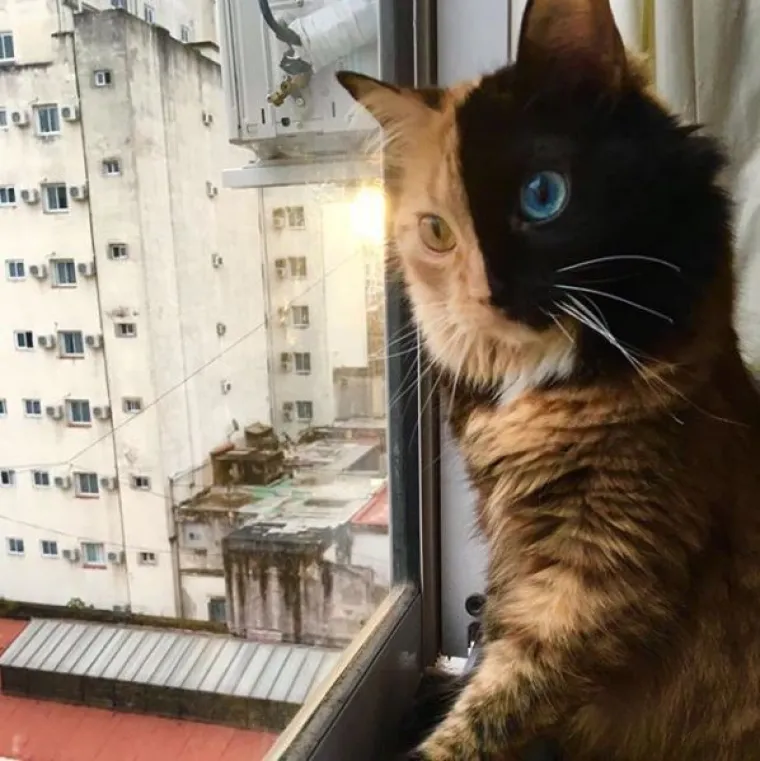 Upoznajte Quimeru - prekrasnu mačku s 'dva lica' koja će vas osvojiti na prvi pogled