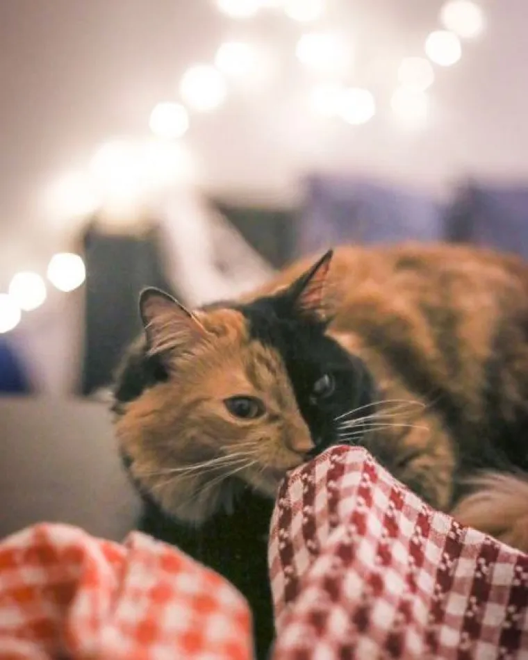 Upoznajte Quimeru - prekrasnu mačku s 'dva lica' koja će vas osvojiti na prvi pogled