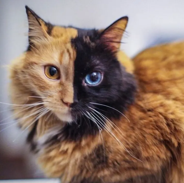 Upoznajte Quimeru - prekrasnu mačku s 'dva lica' koja će vas osvojiti na prvi pogled