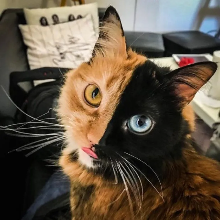 Upoznajte Quimeru - prekrasnu mačku s 'dva lica' koja će vas osvojiti na prvi pogled