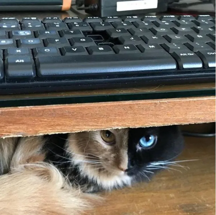 Upoznajte Quimeru - prekrasnu mačku s 'dva lica' koja će vas osvojiti na prvi pogled