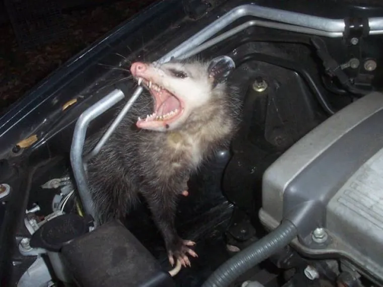 VIDITE NE&Scaron;TO NEOBIČNO NA OVOJ SLICI? Tu i tamo pogledajte ispod haube jer se tamo kriju razna čuda