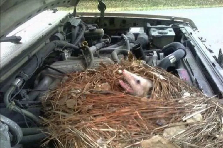 VIDITE NE&Scaron;TO NEOBIČNO NA OVOJ SLICI? Tu i tamo pogledajte ispod haube jer se tamo kriju razna čuda