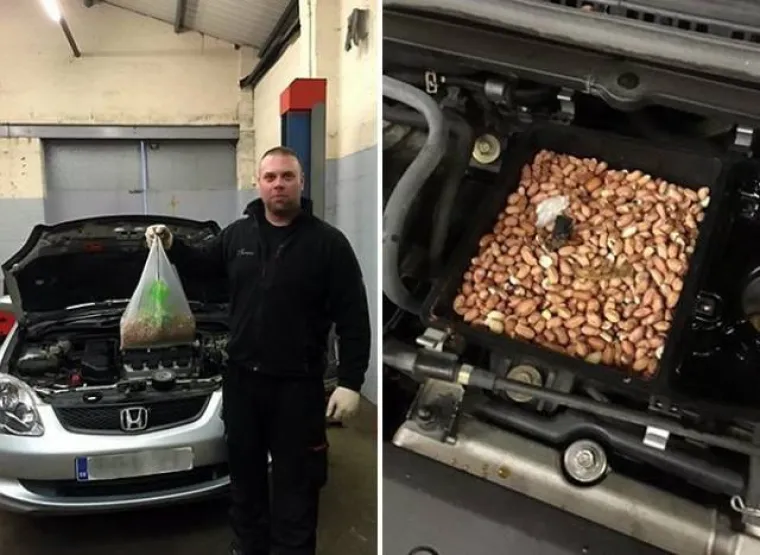 Motori automobila su topli i mnogim životinjama jedino grijanje zimi. Zato bi bilo dobro da svaki put prije paljenja malo pokuckate po haubi. A s vremena na vrijeme i otvorite - tno zna &scaron;to ćete tamo sve ugledati...