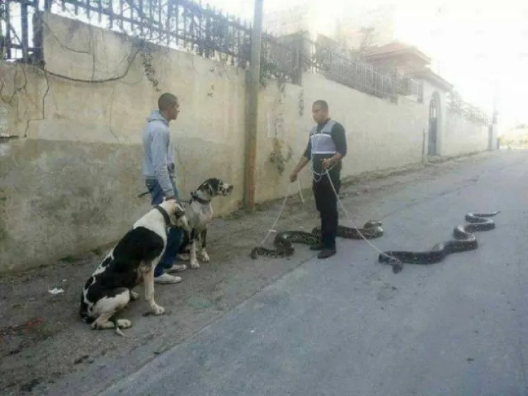 BIZARNI PRIZORI ZA KOJE NE POSTOJI NORMALNO OBJA&Scaron;NJENJE: Oku&scaron;ajte svoje vijuge i poku&scaron;ajte ih protumačiti