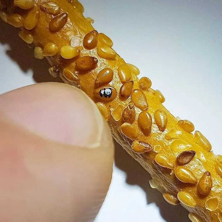 Kralj minijatura slika na kokicama, krilima insekata, vrhovima &scaron;ibica, sjemenkama i o&scaron;tricama žileta