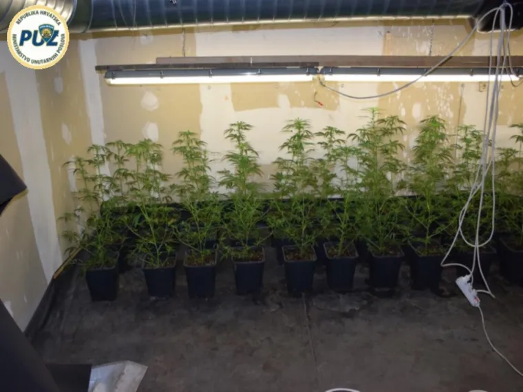 Policija je temeljem dojave da se osumnjičeni bave uzgojem i preprodajom marihuane na području Svetog Ivana Zeline tandem uhitila u ponedjeljak, a nalogom suca istrage Županijskog suda u Zagrebu pretražena je kuća koju su unajmili.