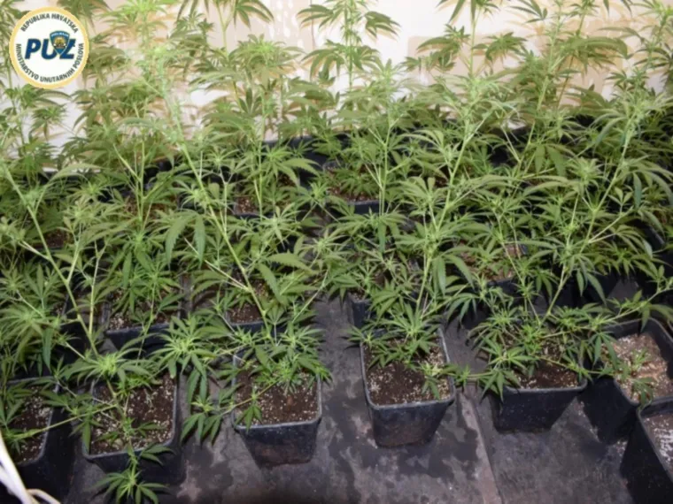 POLICIJA OTKRILA LABORATORIJ ZA UZGOJ TRAVE: U Svetom Ivanu Zelini uhićeni Hrvat i Srbin