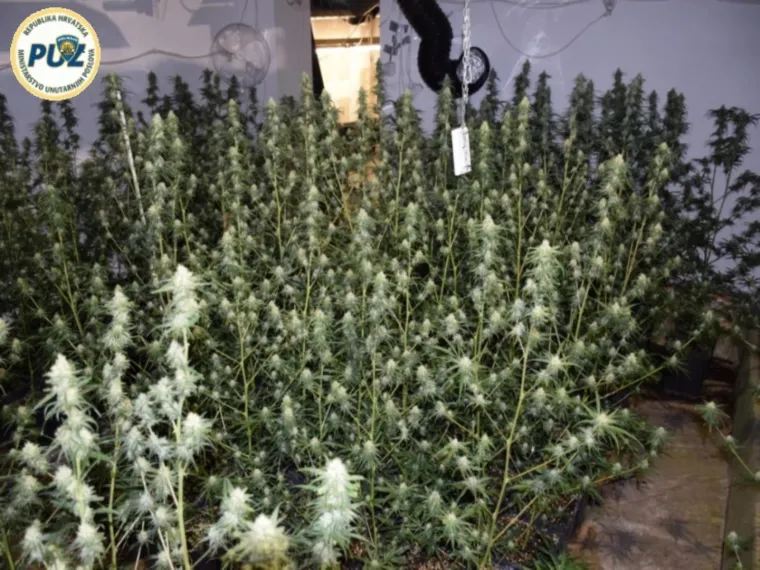 Policijski službenici Službe kriminaliteta droga PU zagrebačke dovr&scaron;ili su kriminalističko istraživanje nad 44-godi&scaron;njim srpskim državljaninom i 52-godi&scaron;njim hrvatskim državljaninom zbog osnovane sumnje da su počinili kazneno djelo neovla&scaron;tene proizvodnje i prometa drogama, javlja PU zagrebačka.