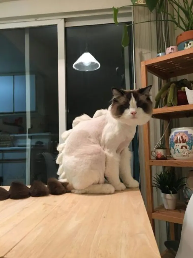 Njihove veze nikada nisu dosadne: urnebesne podvale bračnih partnera