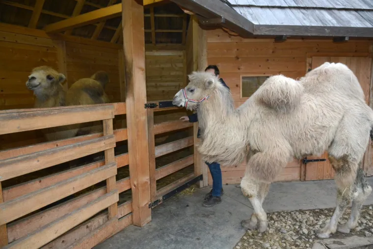Ljubavna romansa između Đurđice i Romea ponovno se rasplamsava