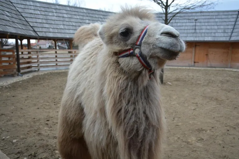 Ljubavna romansa između Đurđice i Romea ponovno se rasplamsava